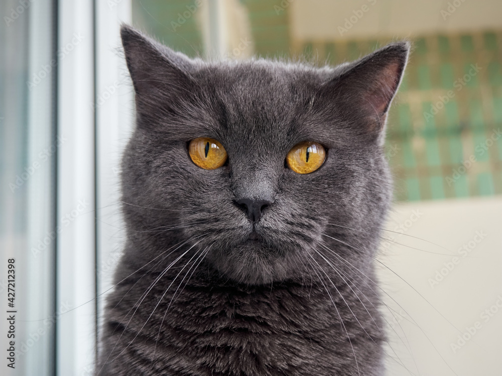 Portrait of a gray cat close up.