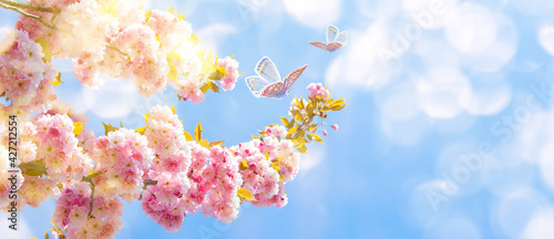 Beautiful sakura flower blooming tree, butterflies on light sky background. S...