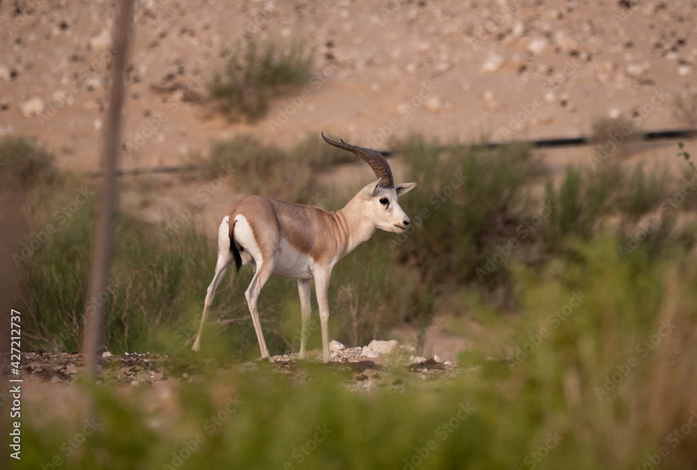 Arabian Sand Gazelle in natural habitat conservation area, Saudi Arabia Arabian Sand Gazelle in natural habitat conservation area, Saudi Arabia