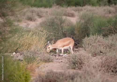 Fototapeta Naklejka Na Ścianę i Meble -  Arabian Sand Gazelle in natural habitat conservation area, Saudi Arabia  