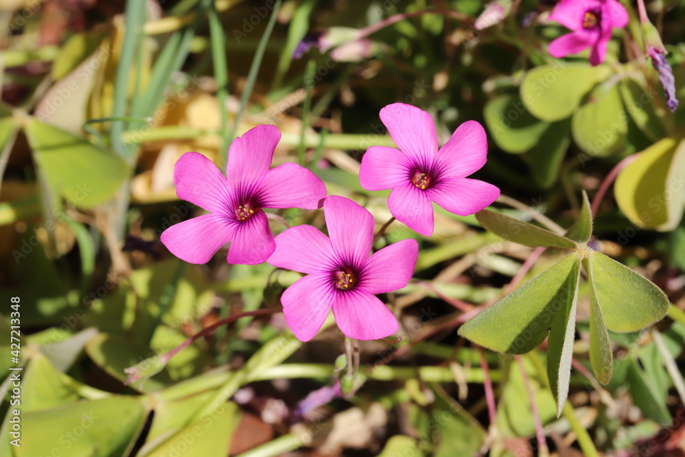 早春の庭に咲くイモカタバミのピンク色の花
