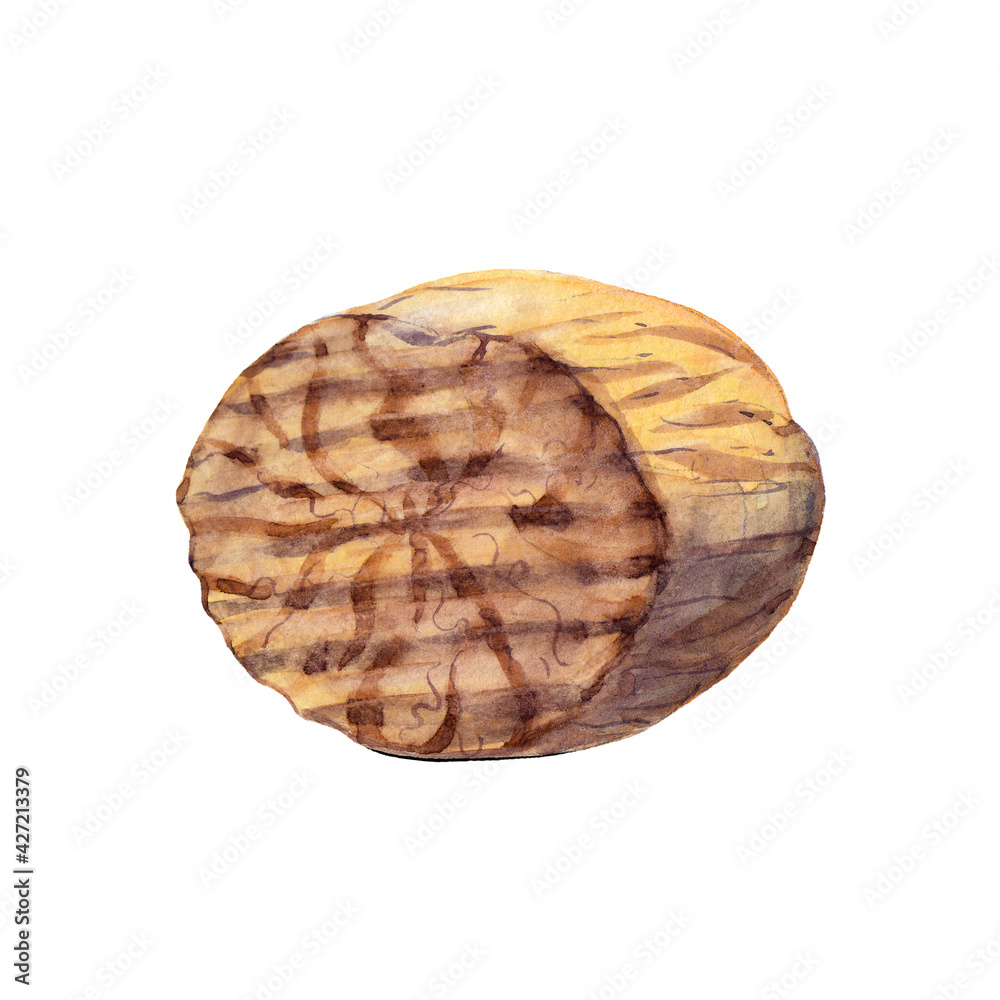 The half of nutmeg isolated on white background. Watercolor hand drawn illustration. The half of nutmeg isolated on white background. Watercolor hand drawn illustration.