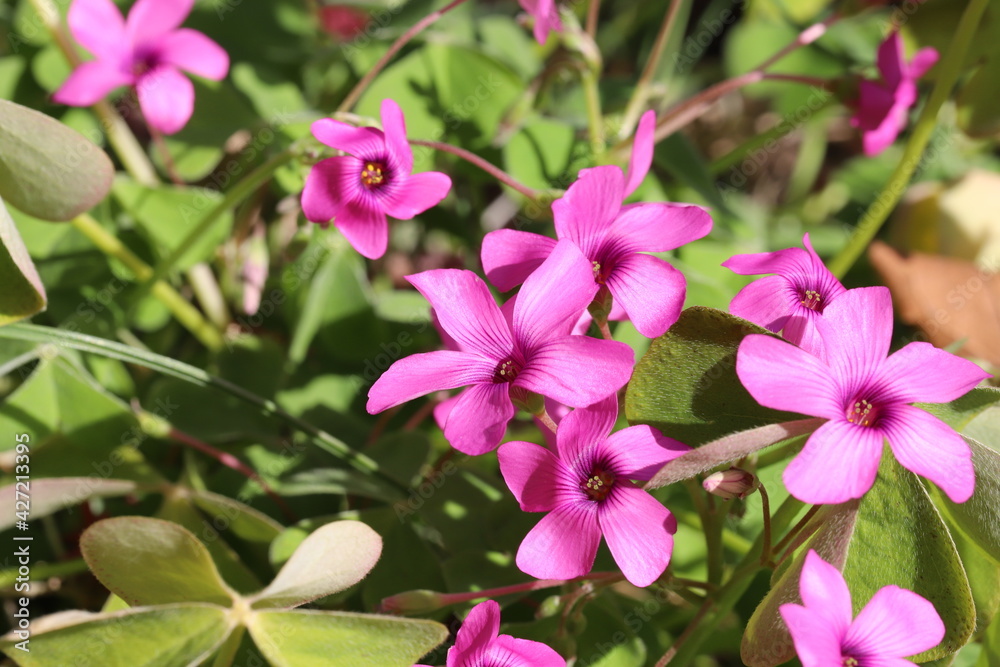 早春の庭に咲くイモカタバミのピンク色の花 早春の庭に咲くイモカタバミのピンク色の花