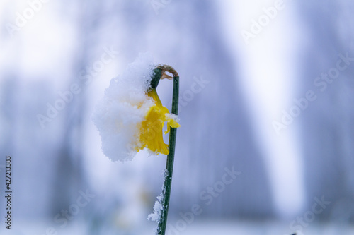 Fotografia Beautiful wild daffodil flower covered with snow