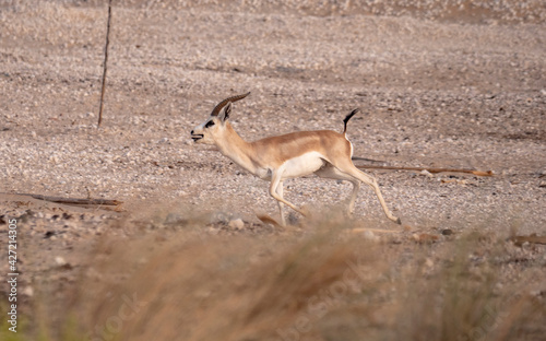 Arabian Sand Gazelle in natural habitat conservation area, Saudi Arabia 