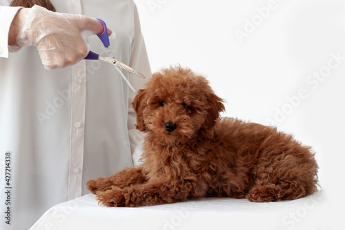 That red Brown poodle is lying on a white surface next to a groomer with a pair of scissors. Grooming, animal care photo