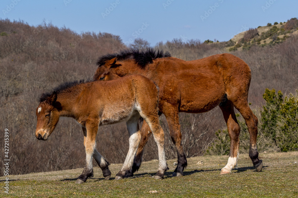 Mare and her foal in freedom in the mountains of Vercors, France