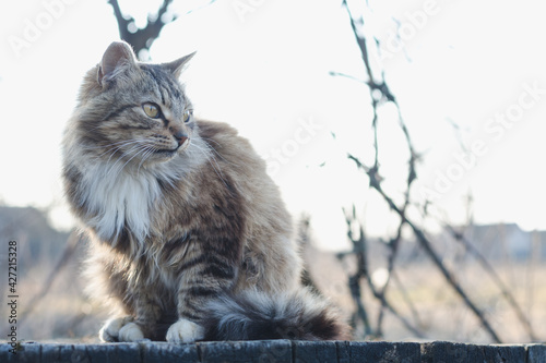 Fluffy tabby cat with white breasts on a bench in the evening sunlight photo