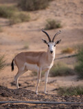 Arabian Sand Gazelle in natural habitat conservation area, Saudi Arabia  