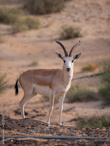 Arabian Sand Gazelle in natural habitat conservation area, Saudi Arabia 