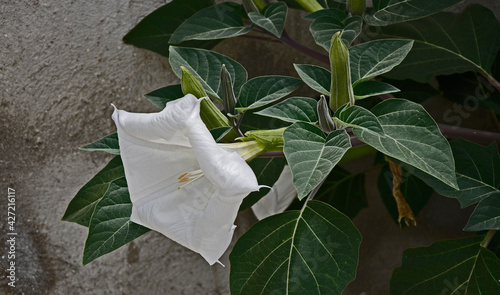 Close up of the flowering Ipomoea Alba, Moonflower photo