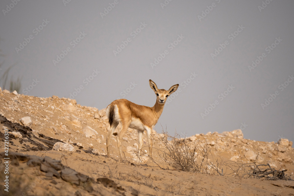 Arabian Reem Gazelle Fawn in natural habitat conservation area, Saudi Arabia Arabian Reem Gazelle Fawn in natural habitat conservation area, Saudi Arabia