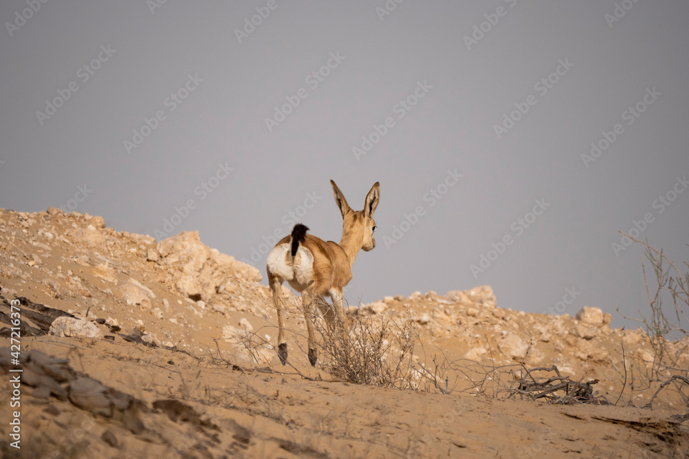 Arabian Reem Gazelle Fawn in natural habitat conservation area, Saudi Arabia Arabian Reem Gazelle Fawn in natural habitat conservation area, Saudi Arabia