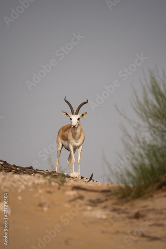 Arabian Sand Gazelle in natural habitat conservation area  Saudi Arabia  