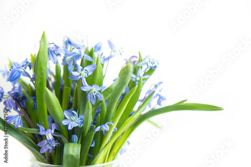 Bouquet of spring beautiful blue snowdrops flowers isolated on white background