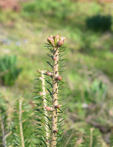 Sprout of spruce (picea abies) with young cones on a blurred background.