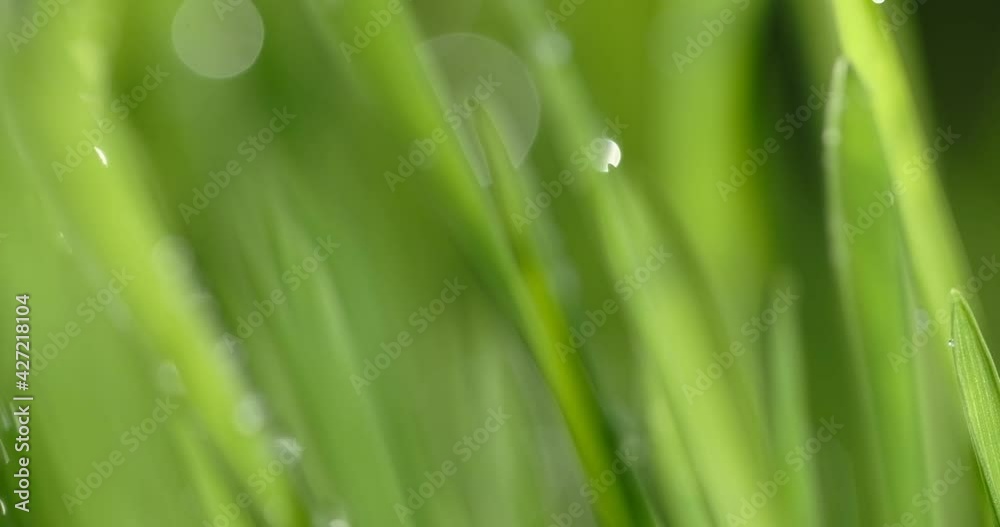 Fresh green grass with dew drops clips, dew drops on green grass footage, rain drops on green grass video. Closeup rotation Fresh green grass with dew drops clips, dew drops on green grass footage, rain drops on green grass video. Closeup rotation