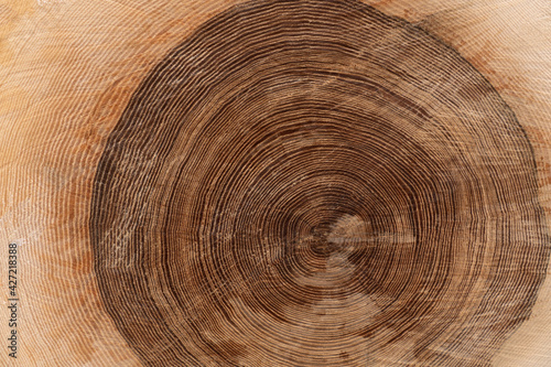 Dunkler Kern eines Baumstammes mit Jahresringen - Holz Nahaufnahme