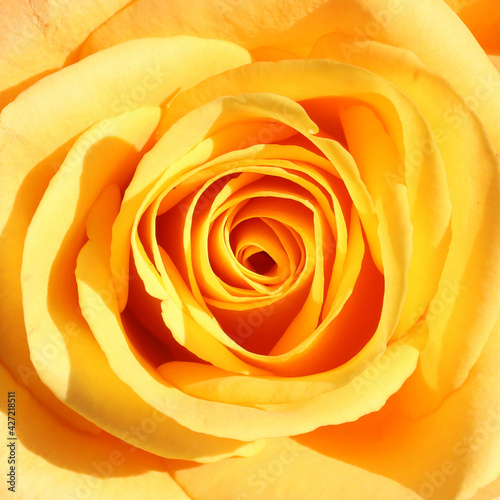 Golden yellow rose close up full frame