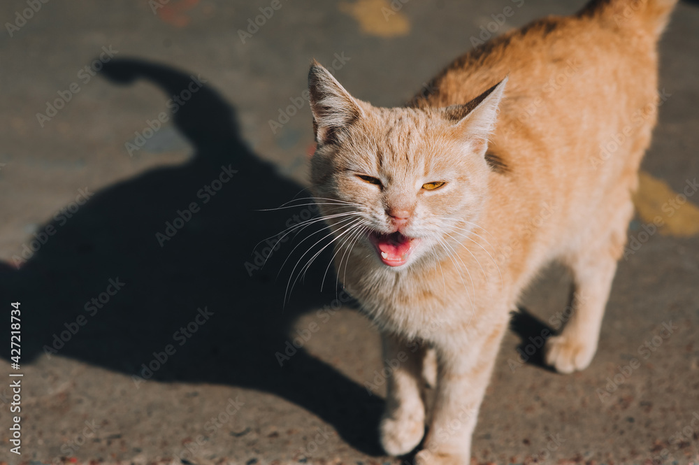 A beautiful, fluffy, graceful red-haired stray cat meows with an open mouth.