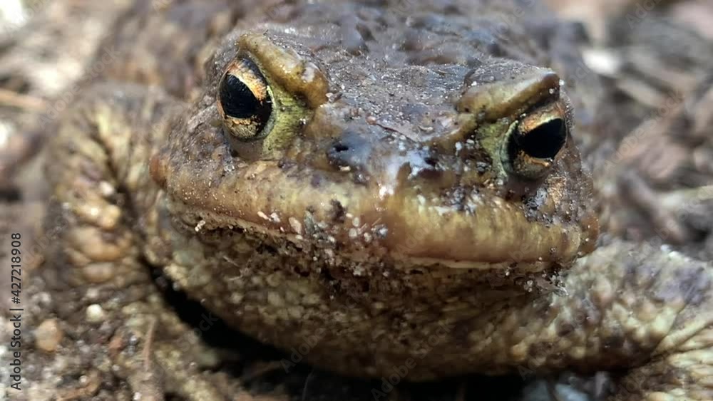 Big frog in the forest, close-up. A swamp toad sits and breathes. Huge ...