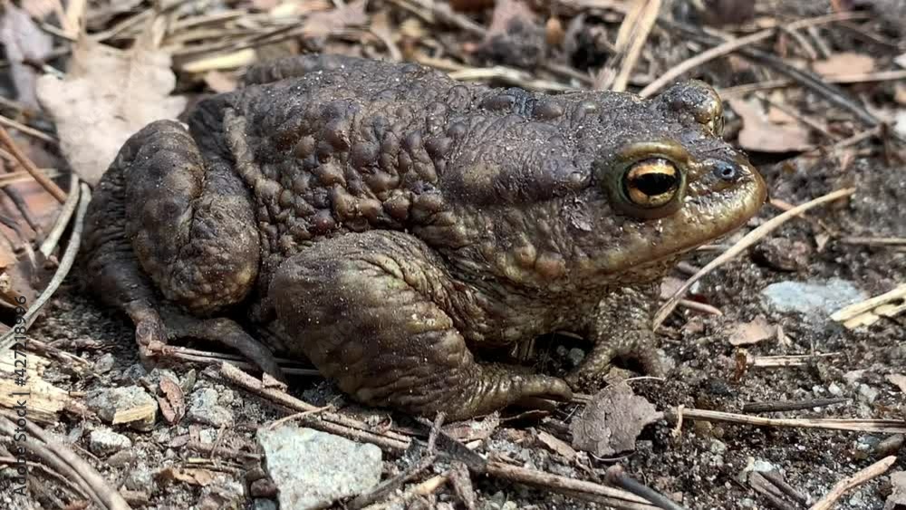 Big frog in the forest, close-up. A swamp toad sits and breathes. Huge brown amphibian (bufonidae). Wildlife in the spring. Big frog in the forest, close-up. A swamp toad sits and breathes. Huge brown amphibian (bufonidae). Wildlife in the spring.