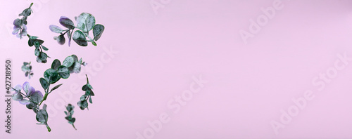 Banner of green eucalyptus leaves against pink background.Empty space