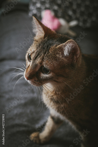 Fototapeta Naklejka Na Ścianę i Meble -  Tabby cat standing on the sofa looking curiously. Close up.