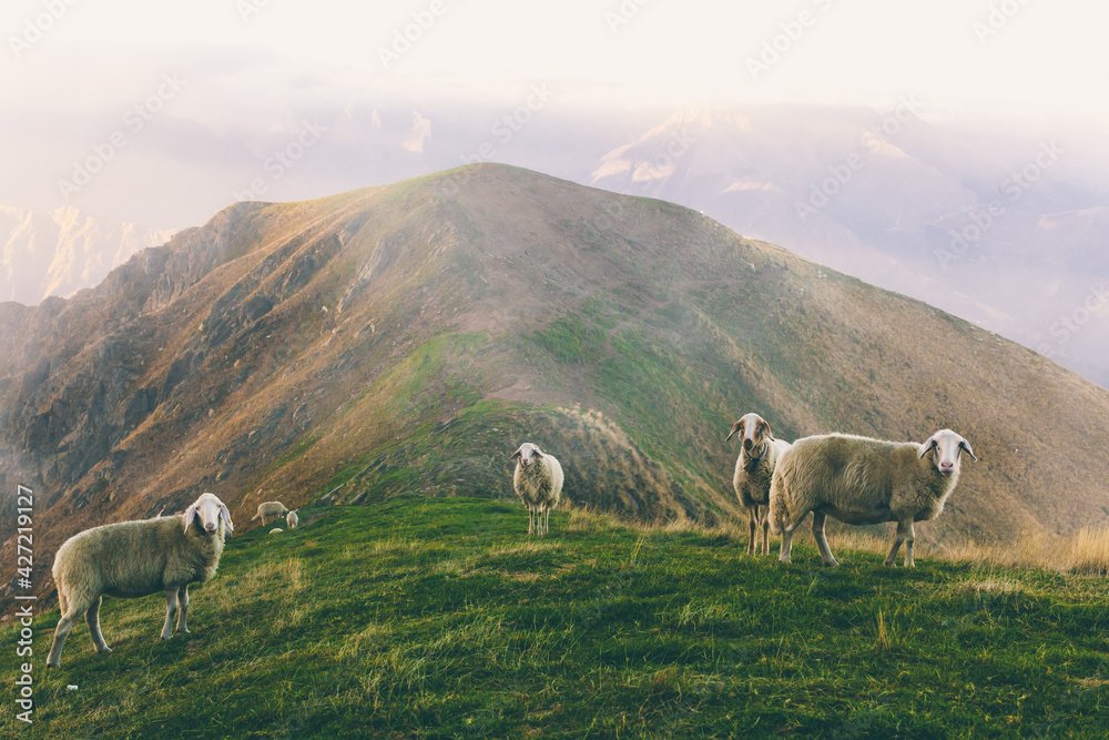 Obraz premium Herd of sheeps grazing in spectacular scenery foggy autumn mountains. Mammal domestic animal stands tall for the camera in misty rural setting. Ecotourism, sustainable animal husbandry. Copy space