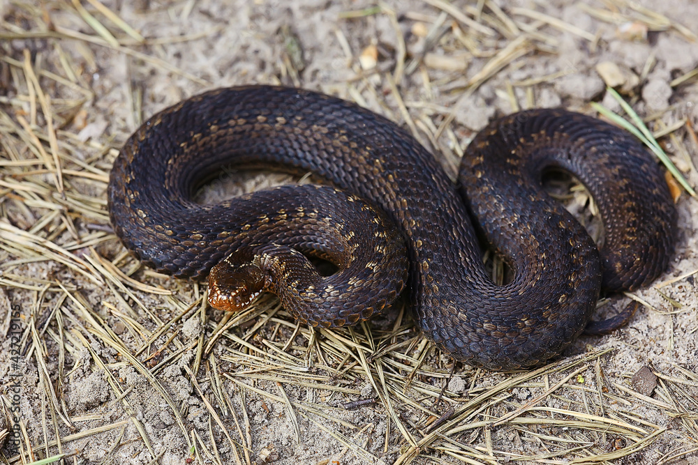 Fototapeta premium snake viper in the swamp, reptile in the wild, poisonous dangerous animal, wildlife
