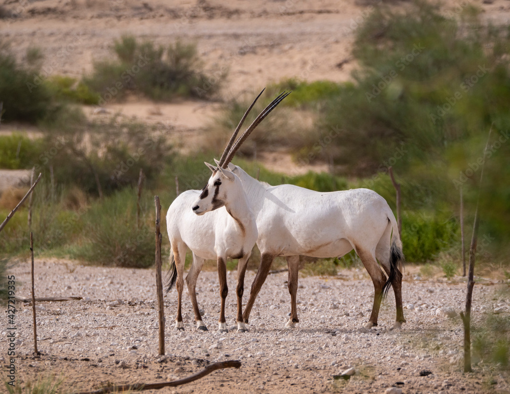 Arabian Oryx in captive natural habitat conservation program in Saudi Arabia Arabian Oryx in captive natural habitat conservation program in Saudi Arabia
