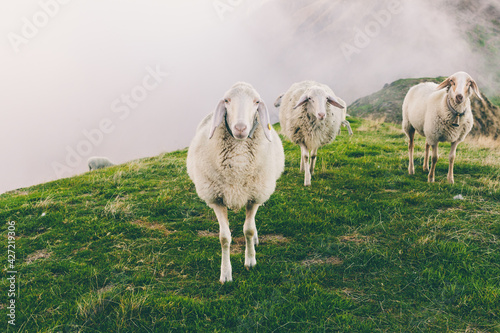 Herd of sheeps grazing in spectacular scenery foggy autumn mountain slope. Portrait of cute furry animals in misty rural setting. Calm serenity. Flock of sheep at misty countryside. Copy space