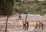 Arabian Oryx in captive natural habitat conservation program in Saudi Arabia
