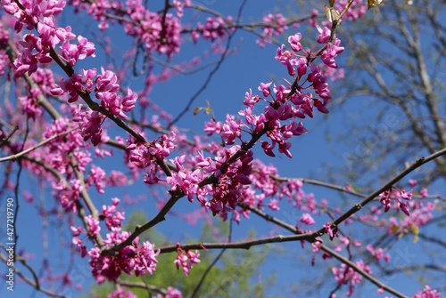 Pink Blossoms on Branches