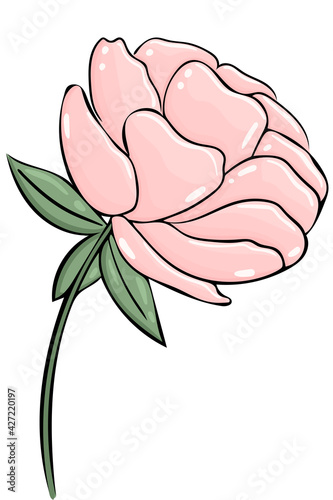 Pink peony, vector. One delicate garden flower on a white background. Hand drawn flower. Flower for cards and design.