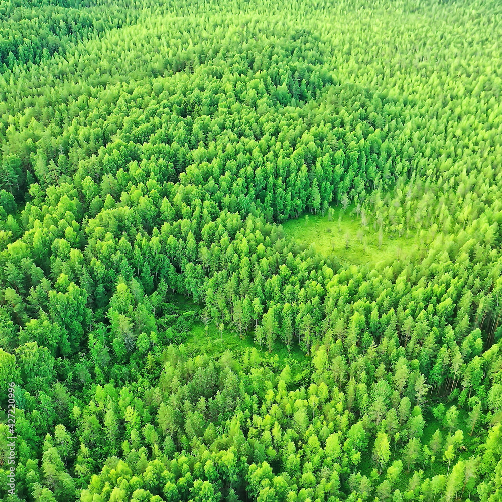 summer forest top view drone, background green trees panorama landscape summer forest top view drone, background green trees panorama landscape