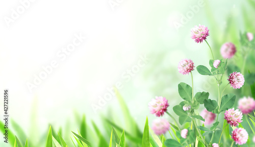 Wild red clover (Trifolium pratense) on sunny nature spring background