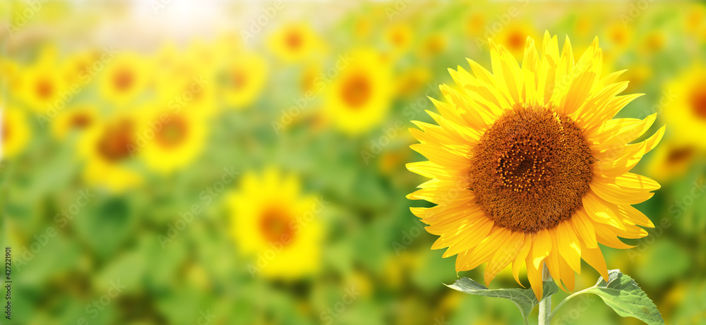 Sunflowers on blurred sunny background