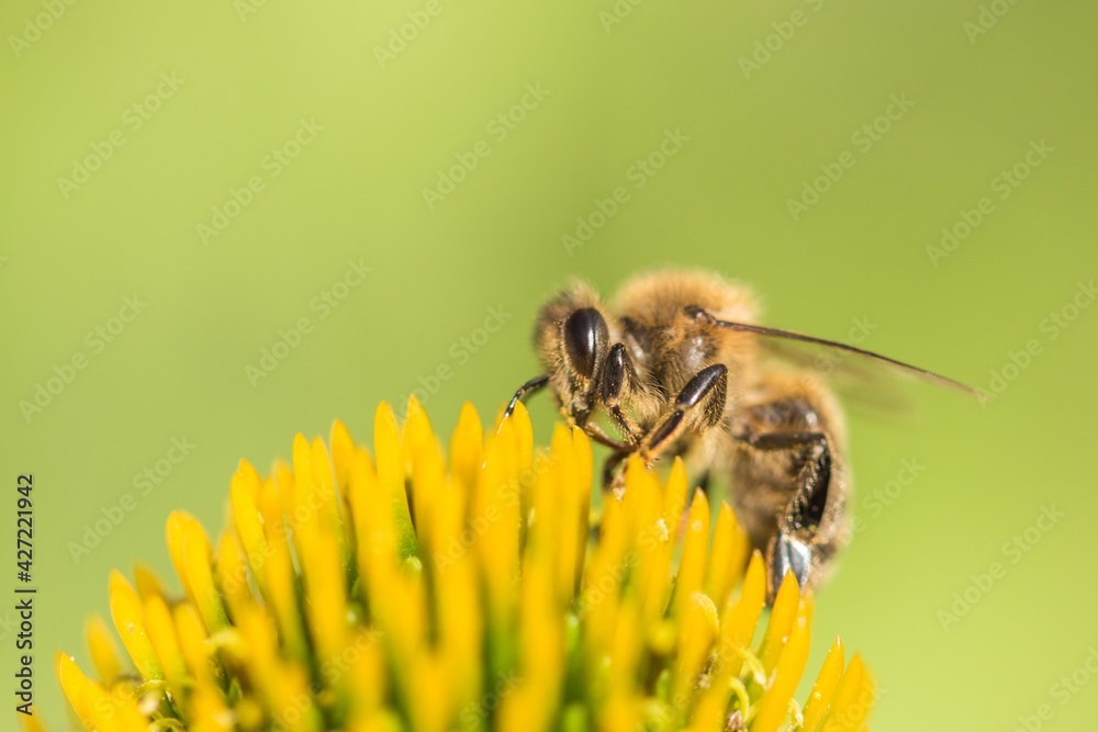 Beautiful honey bee closeup on flower gather nectar and pollen. Animal sitting for pollination. Important insect for environment ecology ecosystem. Awareness of nature climate change sustainability Beautiful honey bee closeup on flower gather nectar and pollen. Animal sitting for pollination. Important insect for environment ecology ecosystem. Awareness of nature climate change sustainability