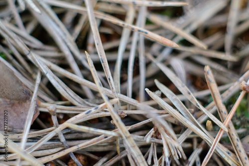 Pine needle texture