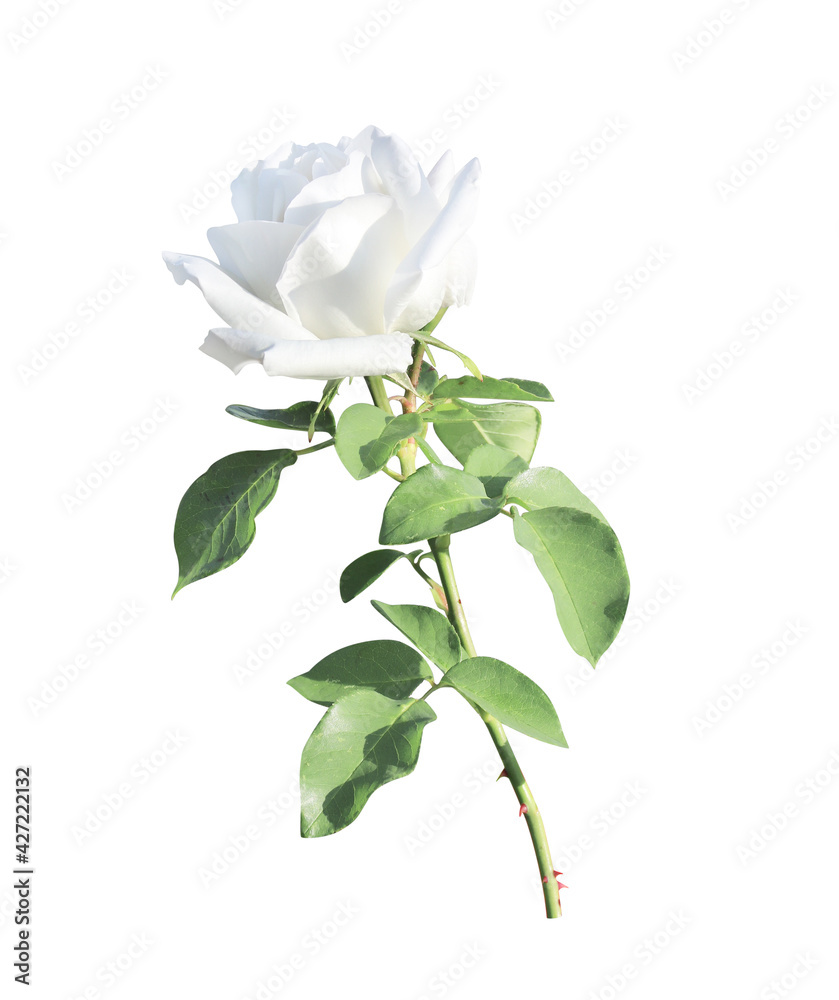 Fototapeta premium Branch of rose with white flower