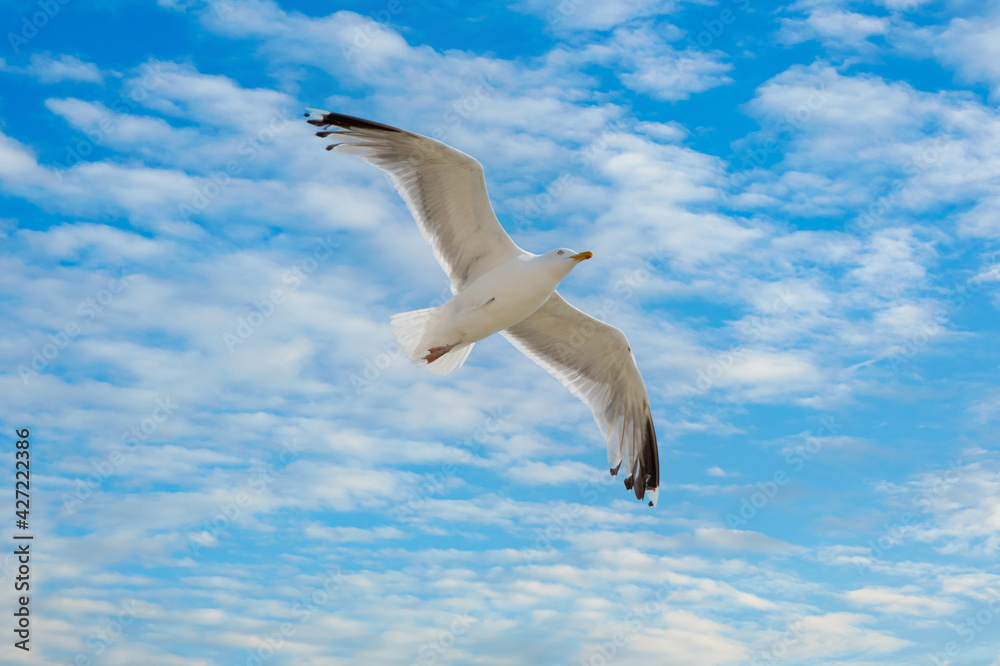 Seagull flying on a cloudy blue sky in summer. seagull under bright sunlight Seagull flying on a cloudy blue sky in summer. seagull under bright sunlight