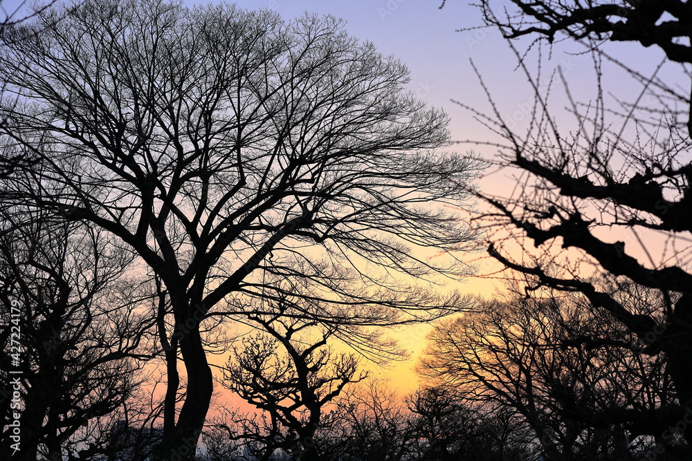 Obraz premium 大阪城公園 関西 日本