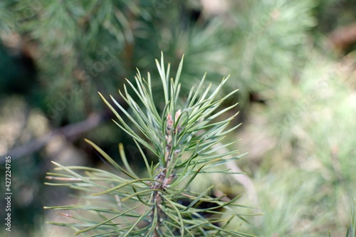 young green needles of coniferous tree on blurred forest background. close up. side view