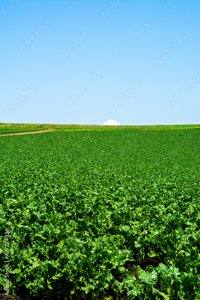 夏の緑の野菜畑
