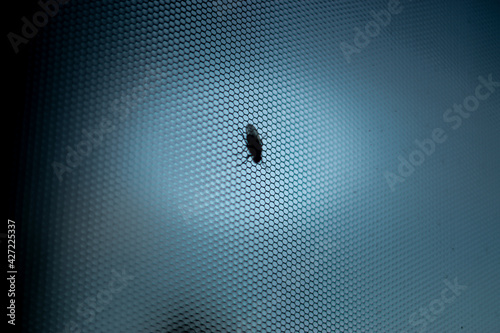 Fly screens for windows and doors