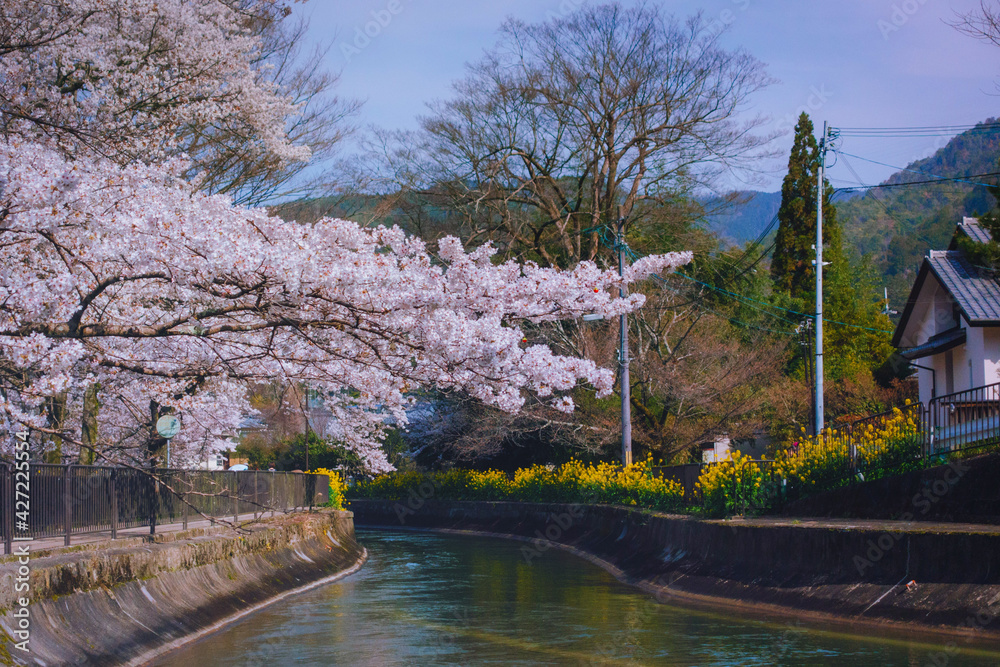 春の京都、山科にある琵琶湖疎水と満開の桜と菜の花が咲く風景