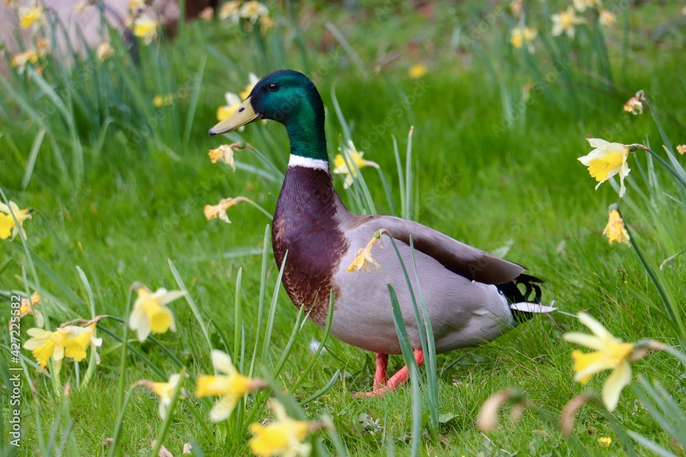 Obraz premium duck on the grass with daffodils 