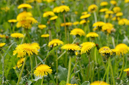 Dandelion. A meadow with bright yellow blooming flowers against a background of green grass. Colorful nature background for summer season. Selective focus.