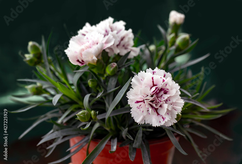 carnation flower  close-up. macro photo.
